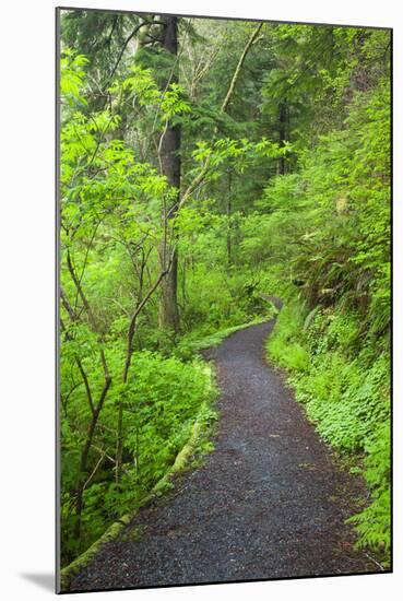 Oregon Coast Trail, Oswald West State Park, Oregon, USA-Jamie & Judy Wild-Mounted Photographic Print