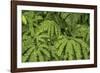 Oregon_Columbia_Gorge_Ferns-Art Wolfe-Framed Photographic Print