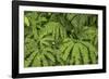 Oregon_Columbia_Gorge_Ferns-Art Wolfe-Framed Photographic Print