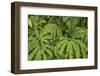 Oregon_Columbia_Gorge_Ferns-Art Wolfe-Framed Photographic Print