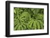 Oregon_Columbia_Gorge_Ferns-Art Wolfe-Framed Photographic Print