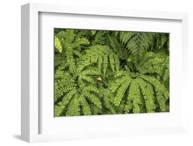 Oregon_Columbia_Gorge_Ferns-Art Wolfe-Framed Photographic Print