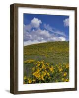 Oregon, Columbia River Gorge. Balsamroot and Lupine on Rowena Plateau-Steve Terrill-Framed Photographic Print