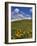 Oregon, Columbia River Gorge. Balsamroot and Lupine on Rowena Plateau-Steve Terrill-Framed Photographic Print