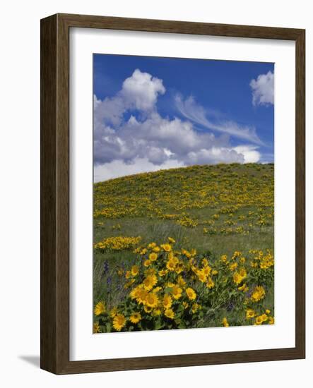 Oregon, Columbia River Gorge. Balsamroot and Lupine on Rowena Plateau-Steve Terrill-Framed Photographic Print