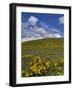 Oregon, Columbia River Gorge. Balsamroot and Lupine on Rowena Plateau-Steve Terrill-Framed Photographic Print