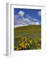 Oregon, Columbia River Gorge. Balsamroot and Lupine on Rowena Plateau-Steve Terrill-Framed Photographic Print