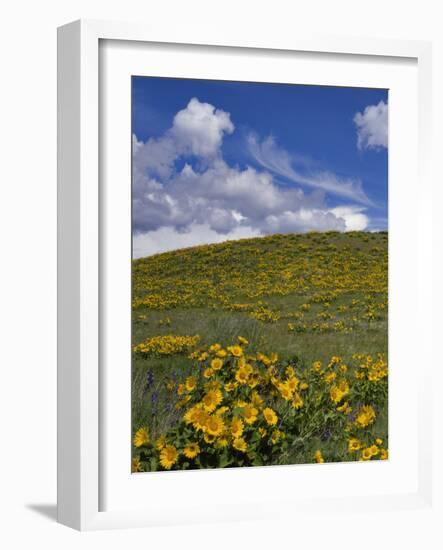 Oregon, Columbia River Gorge. Balsamroot and Lupine on Rowena Plateau-Steve Terrill-Framed Photographic Print