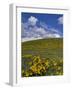 Oregon, Columbia River Gorge. Balsamroot and Lupine on Rowena Plateau-Steve Terrill-Framed Photographic Print