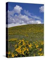 Oregon, Columbia River Gorge. Balsamroot and Lupine on Rowena Plateau-Steve Terrill-Stretched Canvas