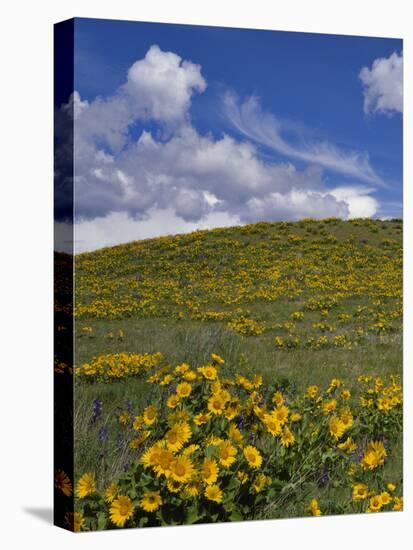 Oregon, Columbia River Gorge. Balsamroot and Lupine on Rowena Plateau-Steve Terrill-Stretched Canvas