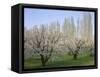 Oregon, Columbia River Gorge, fruit orchard near Mosier with distant Lombardy poplar trees-John Barger-Framed Stretched Canvas