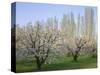 Oregon, Columbia River Gorge, fruit orchard near Mosier with distant Lombardy poplar trees-John Barger-Stretched Canvas