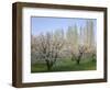 Oregon, Columbia River Gorge, fruit orchard near Mosier with distant Lombardy poplar trees-John Barger-Framed Photographic Print