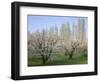 Oregon, Columbia River Gorge, fruit orchard near Mosier with distant Lombardy poplar trees-John Barger-Framed Photographic Print