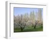 Oregon, Columbia River Gorge, fruit orchard near Mosier with distant Lombardy poplar trees-John Barger-Framed Photographic Print