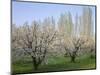 Oregon, Columbia River Gorge, fruit orchard near Mosier with distant Lombardy poplar trees-John Barger-Mounted Photographic Print