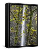 Oregon, Columbia River Gorge National Scenic Area, Latourell Falls and Big Leaf Maple trees-Jamie & Judy Wild-Framed Stretched Canvas