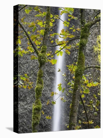 Oregon, Columbia River Gorge National Scenic Area, Latourell Falls and Big Leaf Maple trees-Jamie & Judy Wild-Stretched Canvas