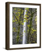Oregon, Columbia River Gorge National Scenic Area, Latourell Falls and Big Leaf Maple trees-Jamie & Judy Wild-Framed Photographic Print