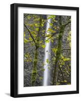 Oregon, Columbia River Gorge National Scenic Area, Latourell Falls and Big Leaf Maple trees-Jamie & Judy Wild-Framed Photographic Print