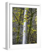 Oregon, Columbia River Gorge National Scenic Area, Latourell Falls and Big Leaf Maple trees-Jamie & Judy Wild-Framed Photographic Print