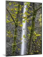 Oregon, Columbia River Gorge National Scenic Area, Latourell Falls and Big Leaf Maple trees-Jamie & Judy Wild-Mounted Photographic Print