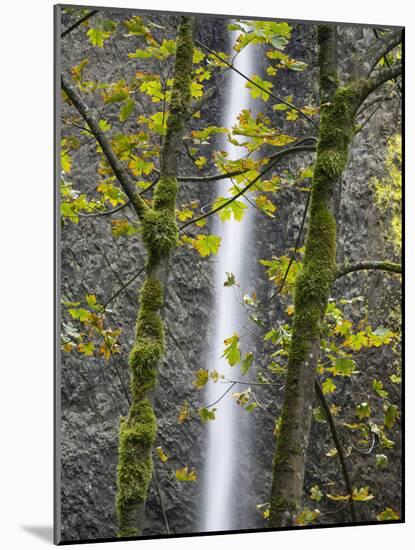Oregon, Columbia River Gorge National Scenic Area, Latourell Falls and Big Leaf Maple trees-Jamie & Judy Wild-Mounted Photographic Print