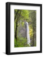 Oregon, Columbia River Gorge National Scenic Area, Latourell Falls-Jamie & Judy Wild-Framed Photographic Print