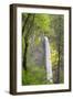Oregon, Columbia River Gorge National Scenic Area, Latourell Falls-Jamie & Judy Wild-Framed Photographic Print