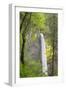 Oregon, Columbia River Gorge National Scenic Area, Latourell Falls-Jamie & Judy Wild-Framed Photographic Print