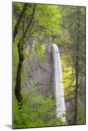 Oregon, Columbia River Gorge National Scenic Area, Latourell Falls-Jamie & Judy Wild-Mounted Photographic Print