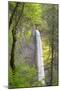 Oregon, Columbia River Gorge National Scenic Area, Latourell Falls-Jamie & Judy Wild-Mounted Photographic Print