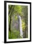 Oregon, Columbia River Gorge National Scenic Area, Latourell Falls-Jamie & Judy Wild-Framed Premium Photographic Print