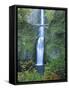 Oregon, Columbia River Gorge National Scenic Area, Multnomah Falls-Jamie & Judy Wild-Framed Stretched Canvas