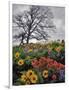 Oregon, Columbia River Gorge. Oak Tree and Wildflowers-Steve Terrill-Framed Photographic Print