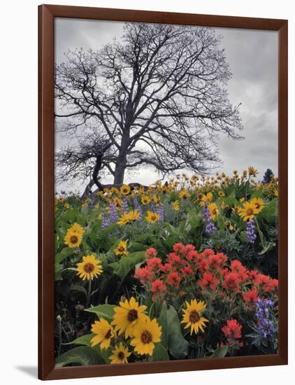 Oregon, Columbia River Gorge. Oak Tree and Wildflowers-Steve Terrill-Framed Photographic Print