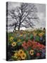 Oregon, Columbia River Gorge. Oak Tree and Wildflowers-Steve Terrill-Stretched Canvas