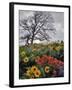 Oregon, Columbia River Gorge. Oak Tree and Wildflowers-Steve Terrill-Framed Premium Photographic Print