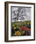 Oregon, Columbia River Gorge. Oak Tree and Wildflowers-Steve Terrill-Framed Photographic Print