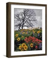 Oregon, Columbia River Gorge. Oak Tree and Wildflowers-Steve Terrill-Framed Photographic Print