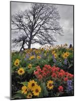 Oregon, Columbia River Gorge. Oak Tree and Wildflowers-Steve Terrill-Mounted Photographic Print