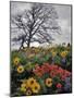 Oregon, Columbia River Gorge. Oak Tree and Wildflowers-Steve Terrill-Mounted Photographic Print