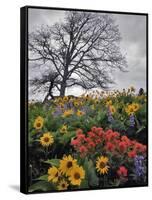 Oregon, Columbia River Gorge. Oak Tree and Wildflowers-Steve Terrill-Framed Stretched Canvas