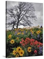 Oregon, Columbia River Gorge. Oak Tree and Wildflowers-Steve Terrill-Stretched Canvas