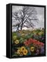 Oregon, Columbia River Gorge. Oak Tree and Wildflowers-Steve Terrill-Framed Stretched Canvas