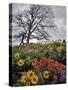 Oregon, Columbia River Gorge. Oak Tree and Wildflowers-Steve Terrill-Stretched Canvas