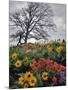 Oregon, Columbia River Gorge. Oak Tree and Wildflowers-Steve Terrill-Mounted Photographic Print