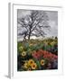 Oregon, Columbia River Gorge. Oak Tree and Wildflowers-Steve Terrill-Framed Photographic Print