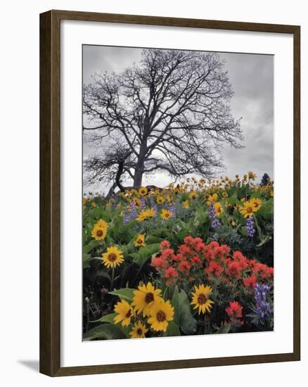 Oregon, Columbia River Gorge. Oak Tree and Wildflowers-Steve Terrill-Framed Photographic Print